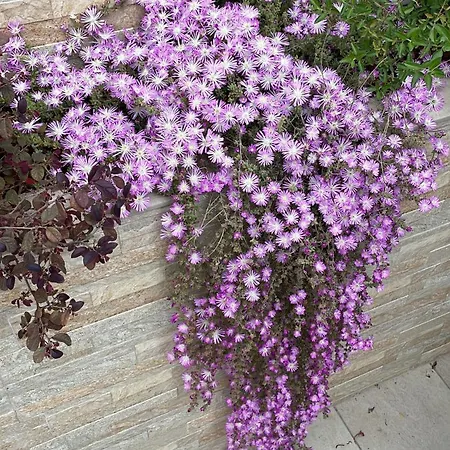 Caramel House & Отель типа 